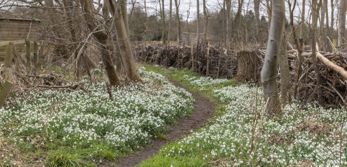 Snow Drops on the Lark Valley Path