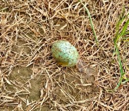 a turquoise and brown speckled blackbird egg shell amongst some dry grass, found along the Mid Suffolk Footpath