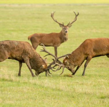 2 stunning red deer clashing antlers during the rut, while another watches on in the background